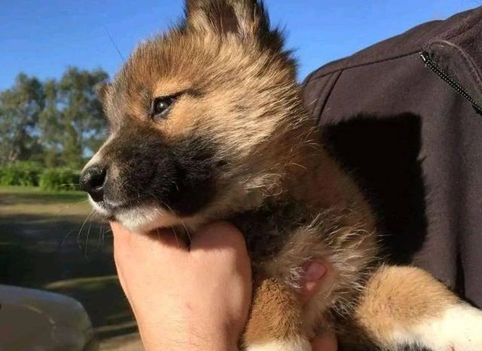 Nhan nuoi chu cho bi bo roi, bat ngo nhan ra 