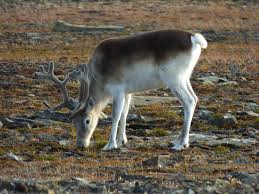 Top 4 loai dong vat ky la, doi mau trang toat vao mua dong-Hinh-8
