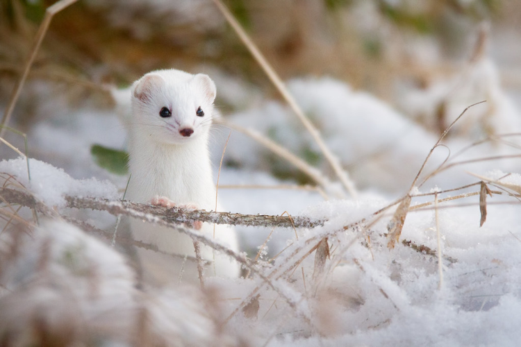 Top 4 loai dong vat ky la, doi mau trang toat vao mua dong