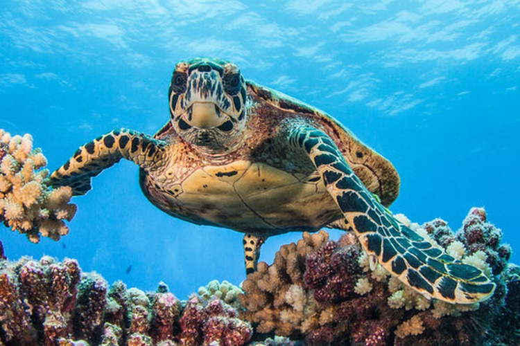 Ca the rua bien duoc tha ve tu nhien o Phan Thiet: Loai sieu hiem-Hinh-9