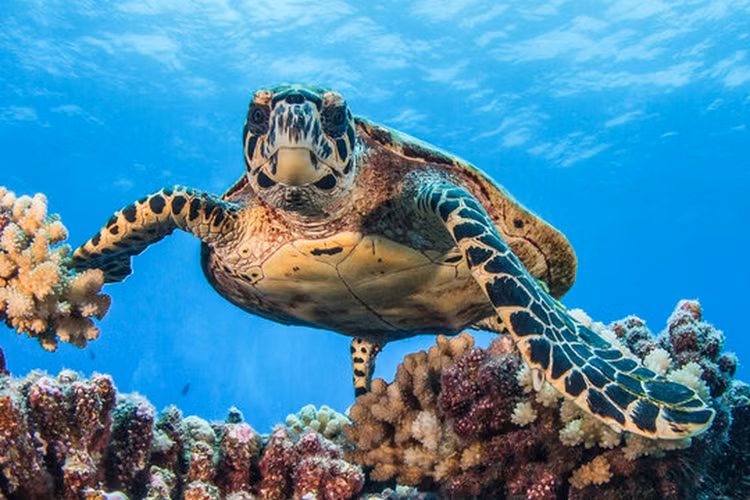 Ca the rua bien duoc tha ve tu nhien o Phan Thiet: Loai sieu hiem-Hinh-9