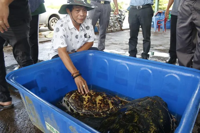 Ca the rua bien duoc tha ve tu nhien o Phan Thiet: Loai sieu hiem-Hinh-2