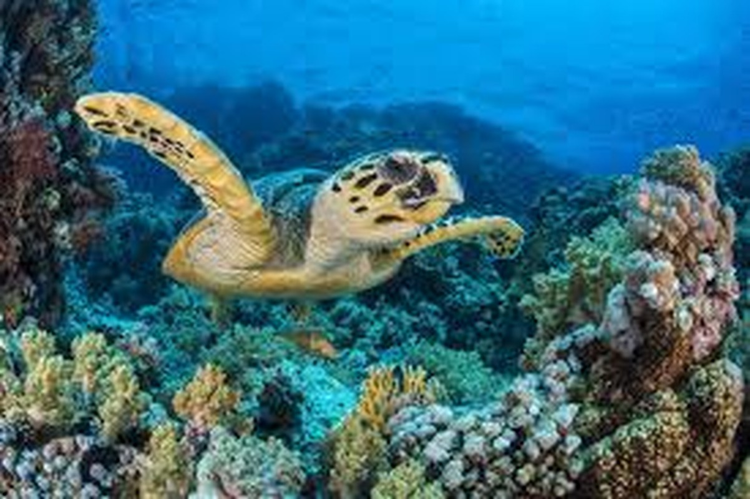 Ca the rua bien duoc tha ve tu nhien o Phan Thiet: Loai sieu hiem-Hinh-7