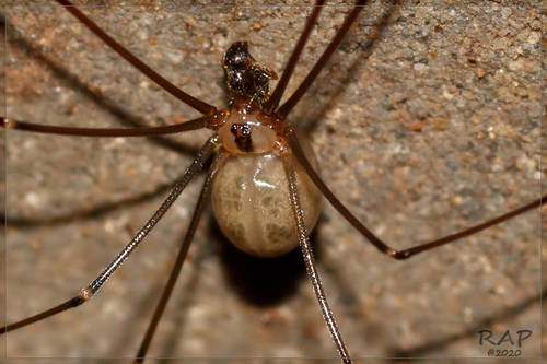 Cam dong tinh mau tu cua dong vat: So 1 tot cung cua hy sinh-Hinh-5