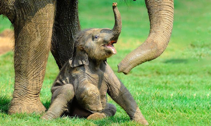 Cam dong tinh mau tu cua dong vat: So 1 tot cung cua hy sinh-Hinh-8