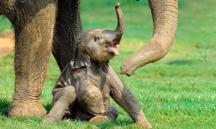 Cam dong tinh mau tu cua dong vat: So 1 tot cung cua hy sinh-Hinh-8