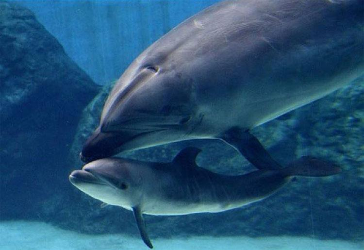 Cam dong tinh mau tu cua dong vat: So 1 tot cung cua hy sinh-Hinh-3