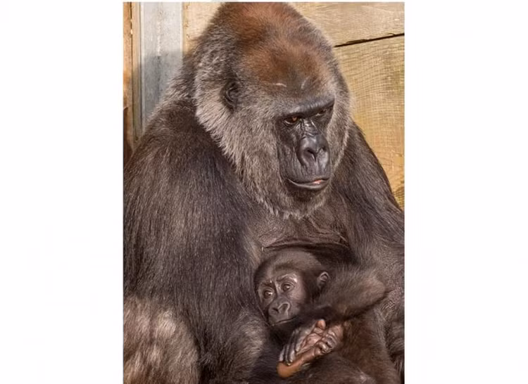 Cam dong tinh mau tu cua dong vat: So 1 tot cung cua hy sinh-Hinh-6