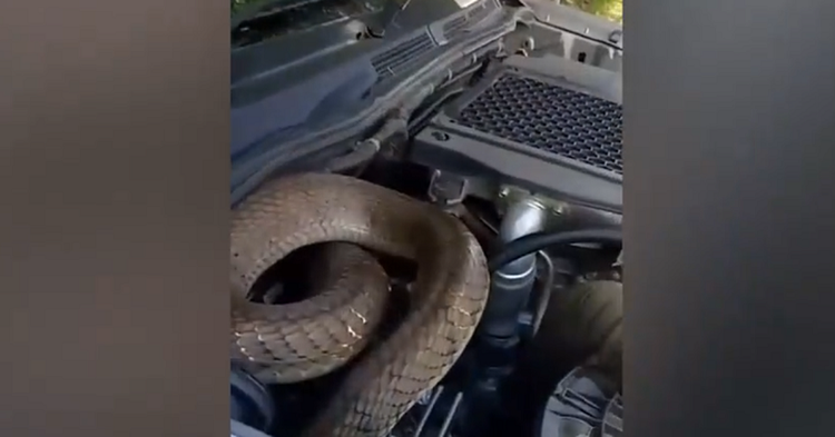 Nghe tieng rit trong phong tam, that kinh phat hien 'quai thu' an nap-Hinh-2