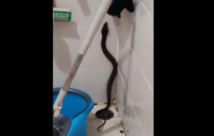 Nghe tieng rit trong phong tam, that kinh phat hien 'quai thu' an nap