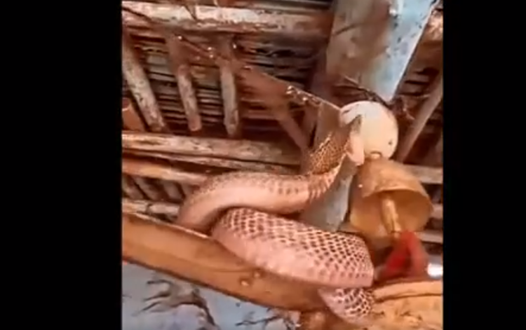 Nghe tieng rit trong phong tam, that kinh phat hien 'quai thu' an nap-Hinh-5