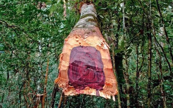 Loai go duoc menh danh la 'vang lo thien', Viet Nam co nhieu-Hinh-3