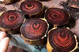 Loai go duoc menh danh la 'vang lo thien', Viet Nam co nhieu-Hinh-5