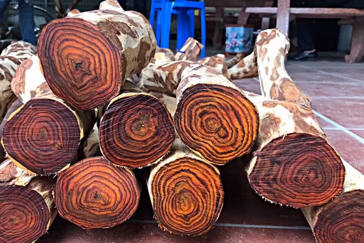 Loai go duoc menh danh la 'vang lo thien', Viet Nam co nhieu-Hinh-2