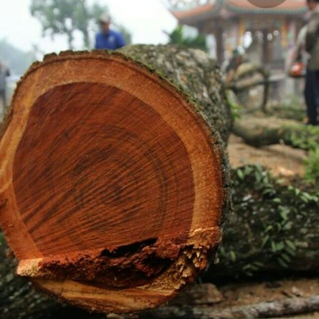 Loại gỗ được mệnh danh "vàng lộ thiên", Việt Nam không thiếu - Hình 8 Loai go duoc menh danh