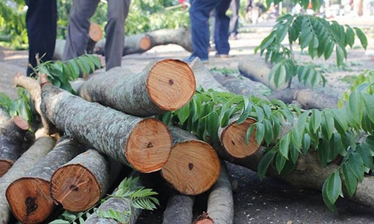 Loại gỗ được mệnh danh "vàng lộ thiên", Việt Nam không thiếu - Hình 4 Loai go duoc menh danh