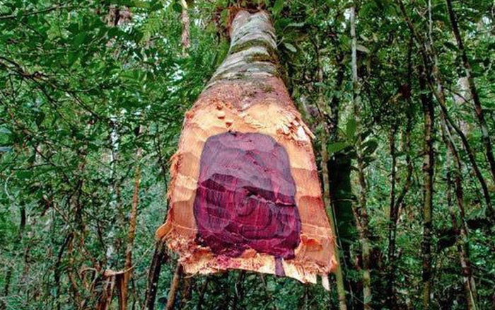 Loại gỗ được mệnh danh "vàng lộ thiên", Việt Nam không thiếu - Hình 3 Loai go duoc menh danh