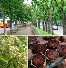 Loại gỗ được mệnh danh "vàng lộ thiên", Việt Nam không thiếu - Hình 9 Loai go duoc menh danh