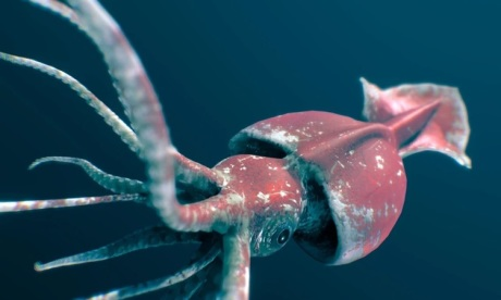 Những' sát thủ' đáng sợ nhất đại dương, số 5 gây khiếp đảm - Hình 5 Nhung' sat thu' dang so nhat dai duong, so 5 gay khiep dam-Hinh-5