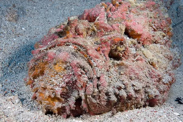 Nhung' sat thu' dang so nhat dai duong, so 5 gay khiep dam-Hinh-8