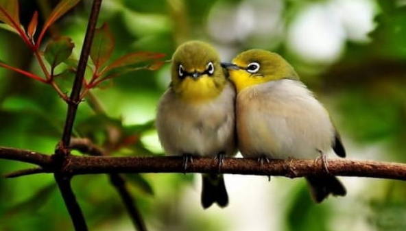 Choáng ngợp những sinh vật có 'dân số' lớn nhất Trái đất - Hình 2 Choang ngop nhung sinh vat co 'dan so' lon nhat Trai dat-Hinh-2