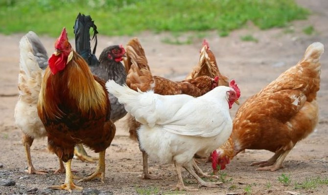 Choáng ngợp những sinh vật có 'dân số' lớn nhất Trái đất - Hình 8 Choang ngop nhung sinh vat co 'dan so' lon nhat Trai dat-Hinh-8