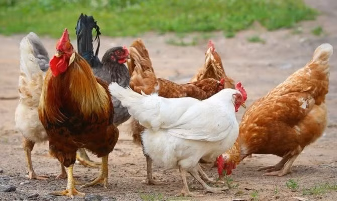 Choang ngop nhung sinh vat co 'dan so' lon nhat Trai dat-Hinh-8