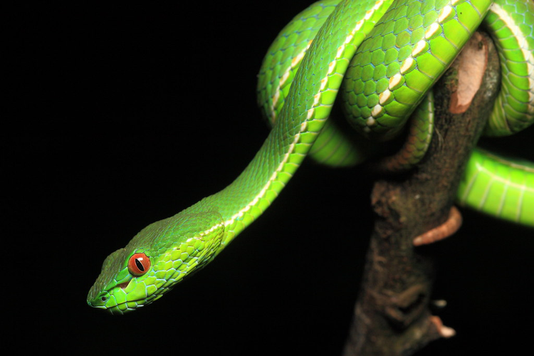 Choáng ngợp những sinh vật có 'dân số' lớn nhất Trái đất - Hình 3 Choang ngop nhung sinh vat co 'dan so' lon nhat Trai dat-Hinh-3