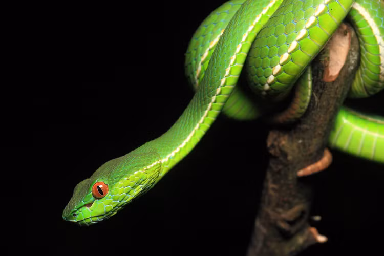 Choang ngop nhung sinh vat co 'dan so' lon nhat Trai dat-Hinh-3