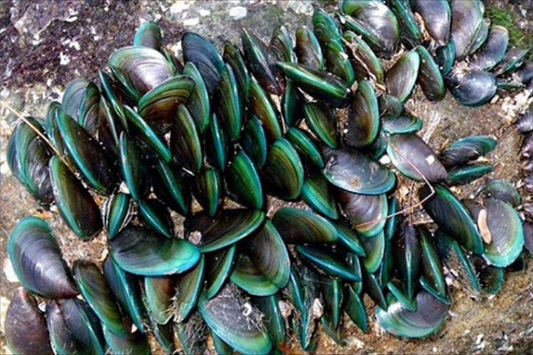 Choáng ngợp những sinh vật có 'dân số' lớn nhất Trái đất - Hình 5 Choang ngop nhung sinh vat co 'dan so' lon nhat Trai dat-Hinh-5