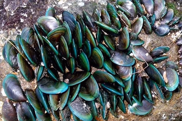 Choang ngop nhung sinh vat co 'dan so' lon nhat Trai dat-Hinh-5