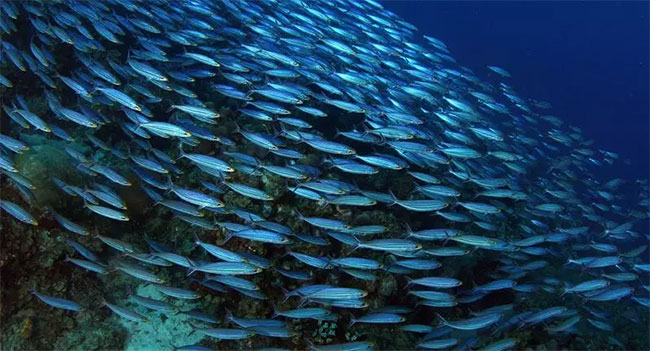 Choáng ngợp những sinh vật có 'dân số' lớn nhất Trái đất - Hình 6 Choang ngop nhung sinh vat co 'dan so' lon nhat Trai dat-Hinh-6