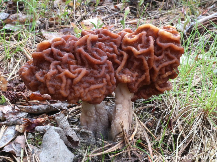 Nhung loai nam kich doc nen tranh that xa keo ruoc hoa vao than-Hinh-5