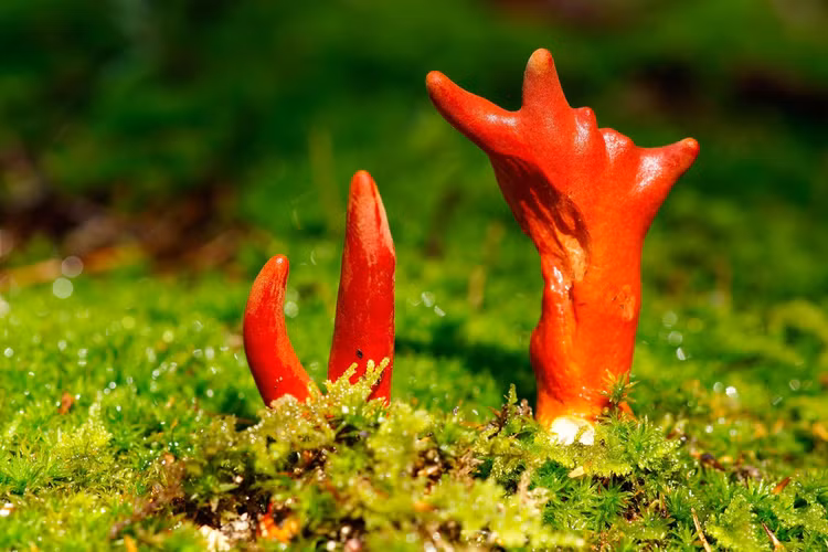 Nhung loai nam kich doc nen tranh that xa keo ruoc hoa vao than