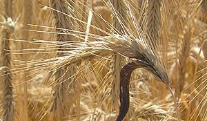 Nhung loai nam kich doc nen tranh that xa keo ruoc hoa vao than-Hinh-8