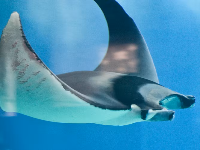 Giang luoi bat ca, ai ngo dung trung 'quai vat' bien khong lo-Hinh-5