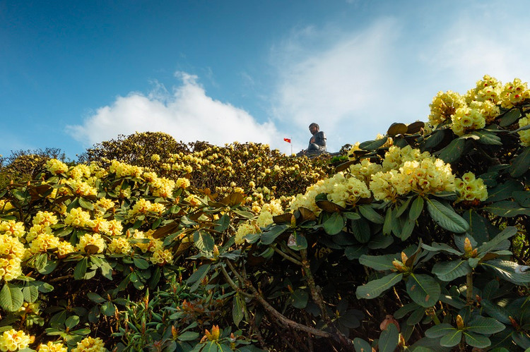 Man nhan voi ve dep than tien cua Sa Pa trong mua hoa do quyen dong loat bung no-Hinh-3