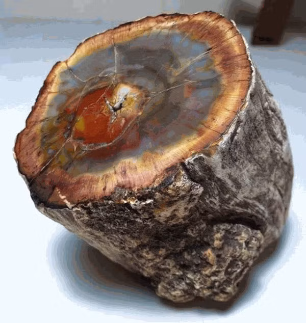 Loai go quy hon vang ca the gioi san lung, co o Viet Nam-Hinh-2