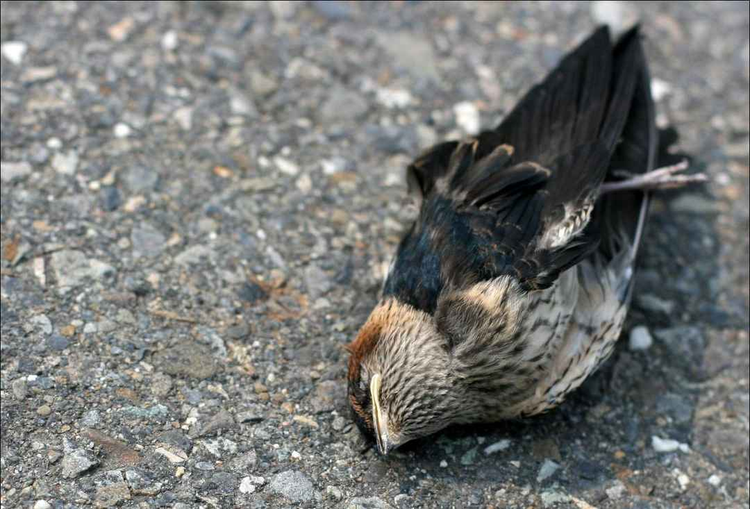 Giat minh su that ve ngoi lang hut chim den 'tu sat'