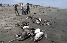 Giat minh su that ve ngoi lang hut chim den 'tu sat'-Hinh-7