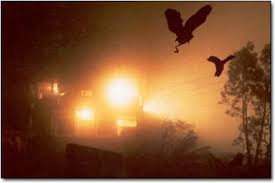 Giat minh su that ve ngoi lang hut chim den 'tu sat'-Hinh-4