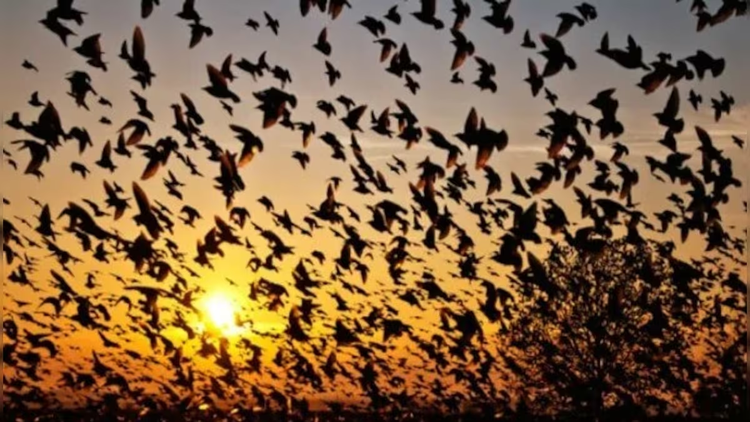 Giat minh su that ve ngoi lang hut chim den 'tu sat'-Hinh-2