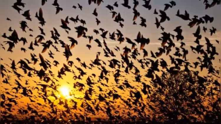 Giat minh su that ve ngoi lang hut chim den 'tu sat'-Hinh-2