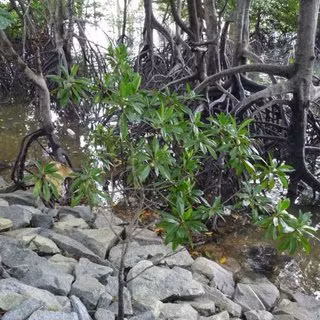 Ky la loai cay biet 'sinh con' nhu dong vat, Viet Nam co nhieu-Hinh-2