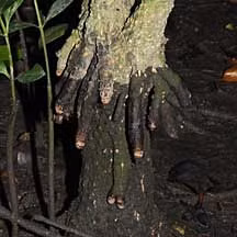 Ky la loai cay biet 'sinh con' nhu dong vat, Viet Nam co nhieu-Hinh-8