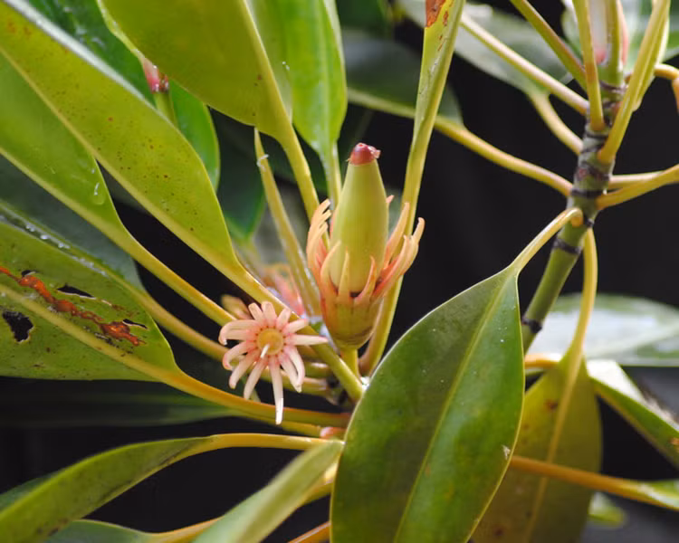 Ky la loai cay biet 'sinh con' nhu dong vat, Viet Nam co nhieu-Hinh-3