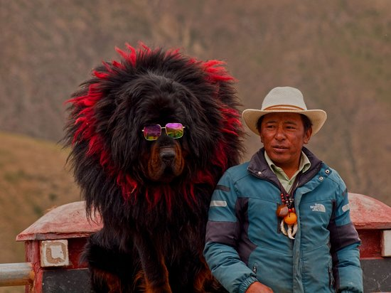 Loài chó đắt bậc nhất hành tinh, được mệnh danh 'chúa tể thảo nguyên' - Hình 6 Loai cho dat bac nhat hanh tinh, duoc menh danh 'chua te thao nguyen'-Hinh-6