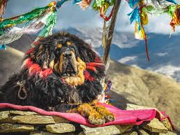 Loài chó đắt bậc nhất hành tinh, được mệnh danh 'chúa tể thảo nguyên' - Hình 5 Loai cho dat bac nhat hanh tinh, duoc menh danh 'chua te thao nguyen'-Hinh-5