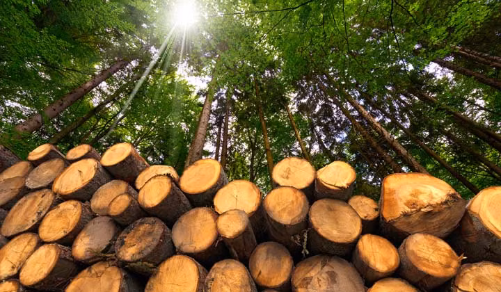 Loai go dat nhat the gioi, 'lam tac' san lung can kiet-Hinh-7