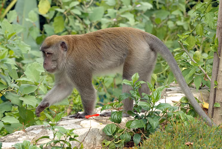 17 ca the khi duoi dai bi van chuyen trai phep: Loai cuc quy-Hinh-3